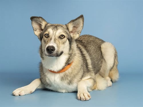 Photo of Cupcake, adoptable Husky in Phoenix, Arizona
