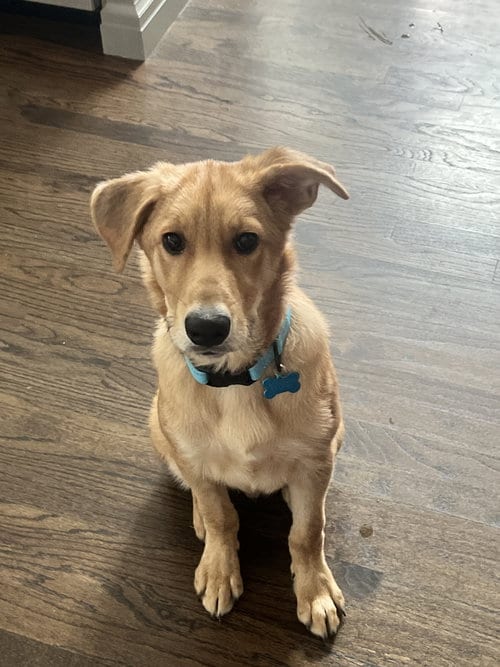 Photo of Luke, adoptable Golden Retriever in Plainfield, Illinois