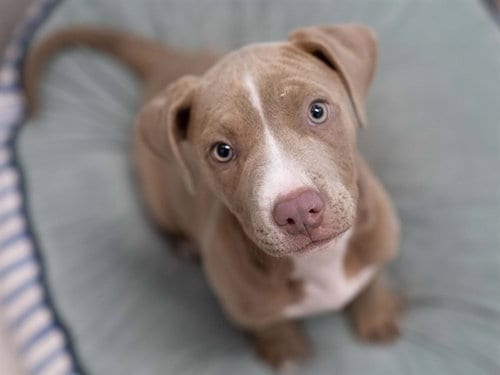 Photo of Princess Diana, adoptable Pit Bull Terrier in Denver, Colorado