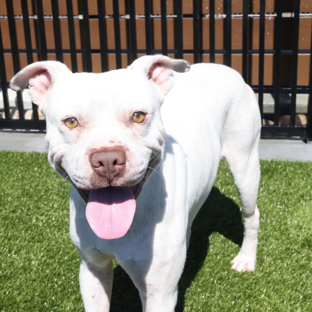 Photo of Chicken, adoptable Terrier, American Staffordshire in Spartanburg, South Carolina
