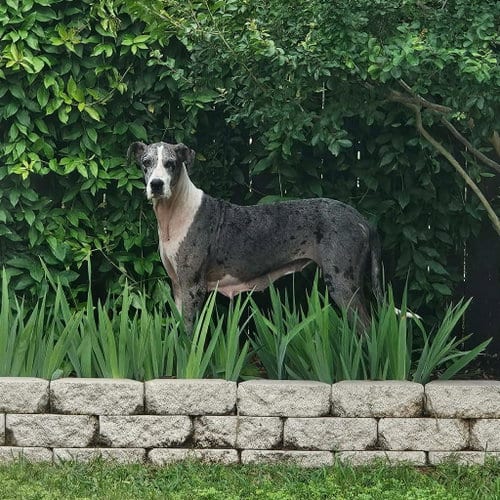 Photo of Abby Coco, adoptable Great Dane in Bullard, Texas