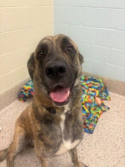 Photo of Marius, adoptable Great Dane in Brighton, Colorado