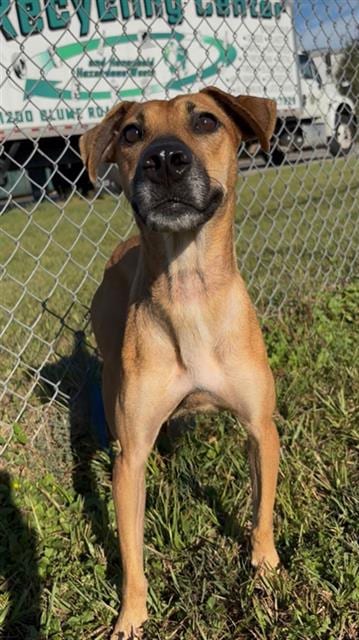 Photo of Jaslyn, adoptable Black Mouth Cur in Rosenberg, Texas