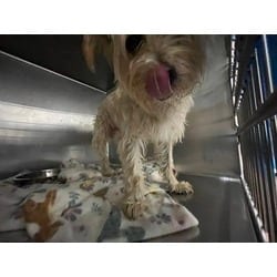Photo of Scruffer, adoptable Terrier (Unknown Type, Medium) in Baton Rouge, Louisiana