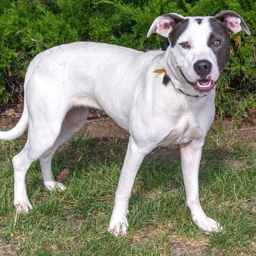 Photo of Lemonade, adoptable Pit Bull Terrier in St Louis, Missouri