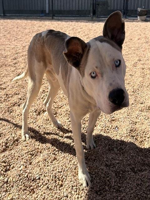 Photo of Lemur, adoptable Pit Bull Terrier in Brighton, Colorado