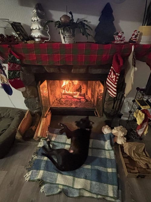 Photo of Sleepy, adoptable Pit Bull Terrier in ROSEVILLE, California