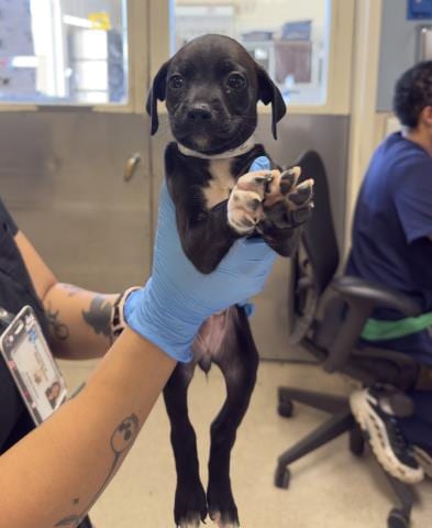 Photo of Honey, adoptable Labrador Retriever in Riverside, California