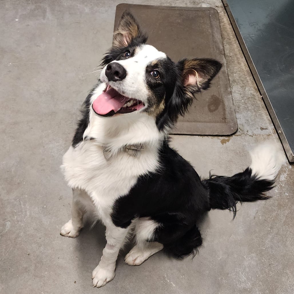 Photo of Prosper, adoptable Collie, Border in Colville, Washington