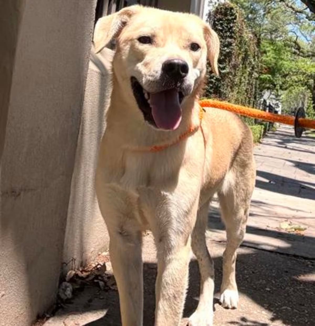 Photo of Velma, adoptable Labrador Retriever in New Orleans, Louisiana