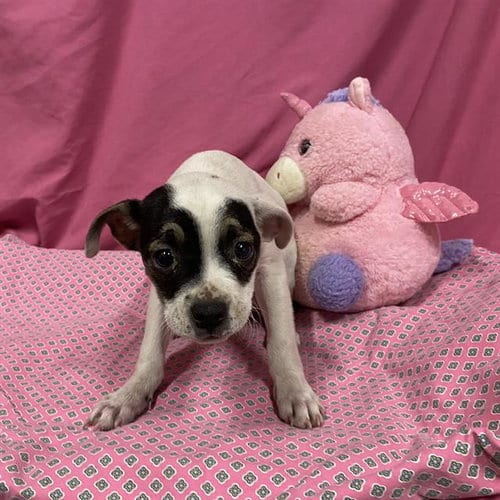 Photo of A614016, adoptable Staffordshire Bull Terrier in Modesto, California