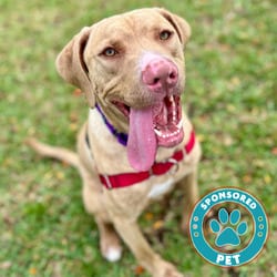 Photo of Benito, adoptable Mixed Breed (Large) in Lakeland, Florida