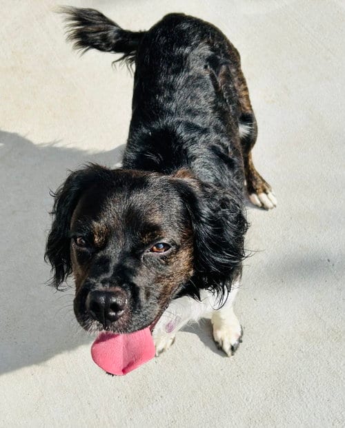 Photo of Orville, adoptable Cocker Spaniel in Fort Worth, Texas