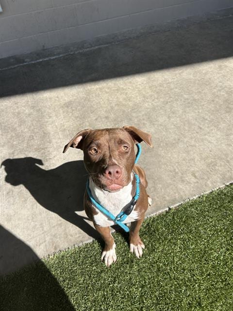 Photo of Neela, adoptable Pit Bull Terrier in Baytown, Texas