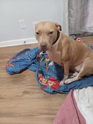 Photo of Sylvia - IN FOSTER, adoptable dog in Chamblee, Georgia