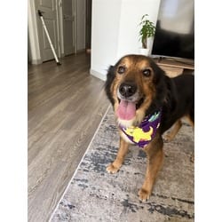 Photo of Rocco, adoptable Terrier (Unknown Type, Medium) in Doral, Florida