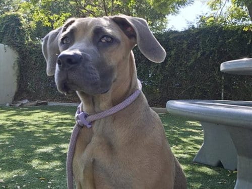 Photo of Daisy, adoptable Mastiff in Chatsworth, California