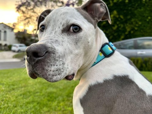 Photo of Buddha, adoptable Pit Bull Terrier in Chula Vista, California