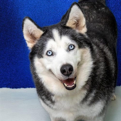 Photo of Cezar, adoptable Siberian Husky in Maryland, Missouri