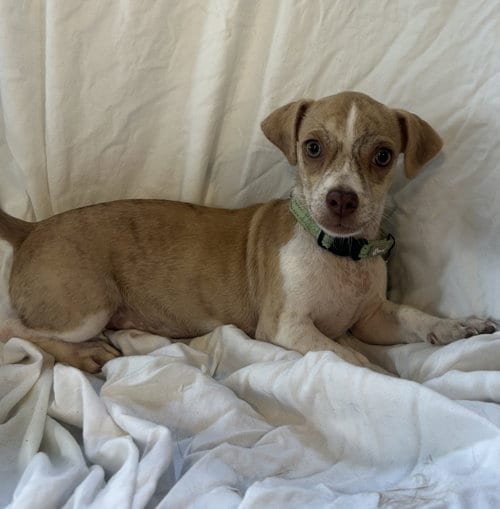 Photo of Pudding, adoptable Chihuahua in Pipe Creek, Texas