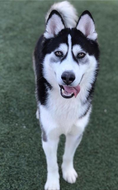 Photo of Oreo, adoptable Siberian Husky in Camarillo, California