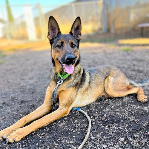 Photo of Zeke, adoptable Shepherd in Oakland, California