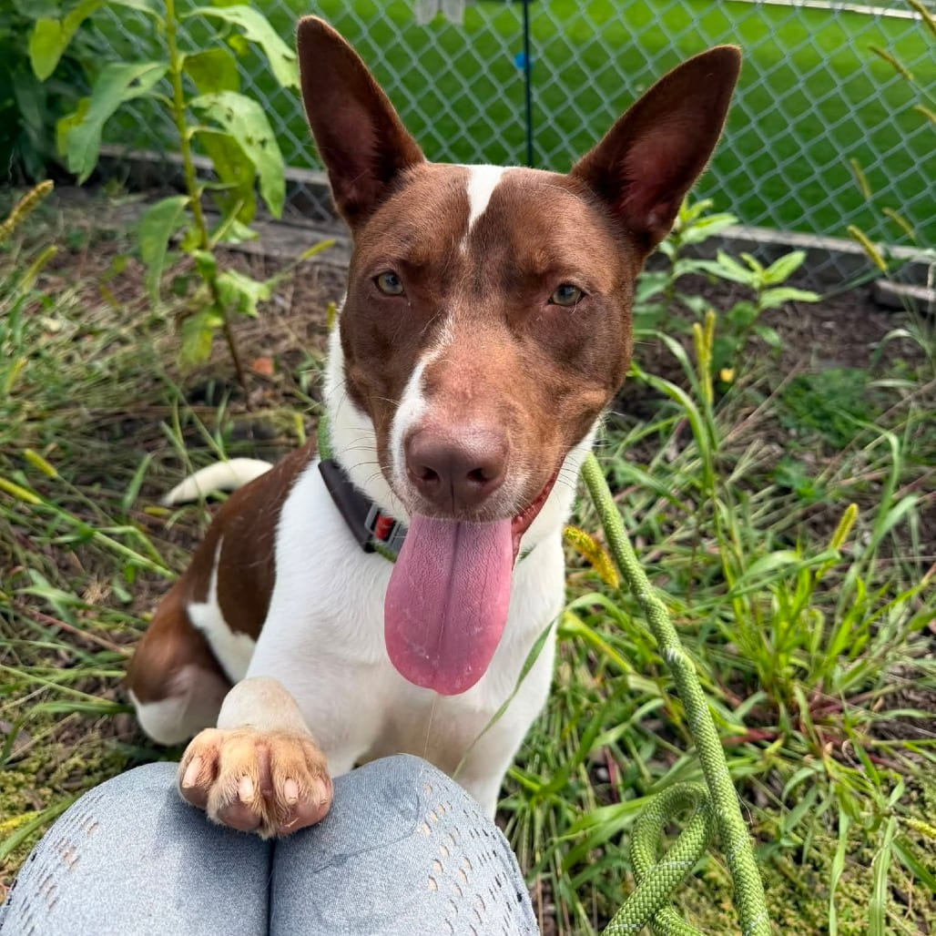 Photo of Nacho Fries, adoptable Mixed Breed (Medium) / Mixed Breed (Large) in Binghamton, New York