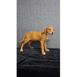 Photo of Margaret, adoptable Mixed Breed (Medium) in Medfield, Massachusetts