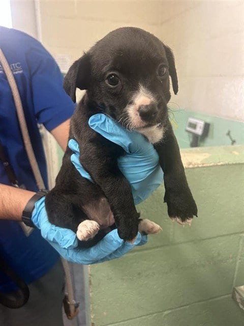 Photo of Dolly, adoptable Terrier in Sacramento, California