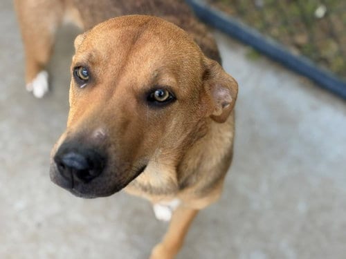 Photo of Gamora, adoptable German Shepherd Dog in Tulsa, Oklahoma