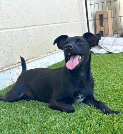 Photo of Zippy, adoptable Chihuahua, Short Coat/Mix in Bakersfield, California