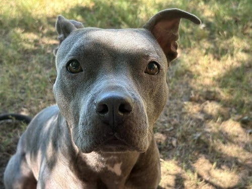 Photo of Labubu, adoptable Pit Bull Terrier in Tulsa, Oklahoma