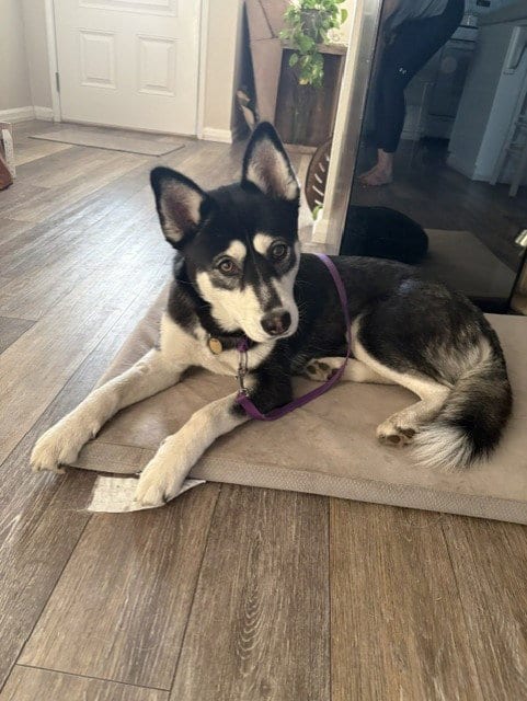 Photo of 8/8/2022, adoptable Siberian Husky in Walnut Creek, California