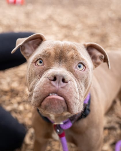 Photo of Claudia, adoptable dog in Chamblee, Georgia