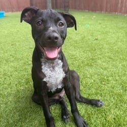 Photo of Stryker KB, adoptable Terrier (Unknown Type, Medium) Mixed Breed (Medium) in Hartford, Connecticut