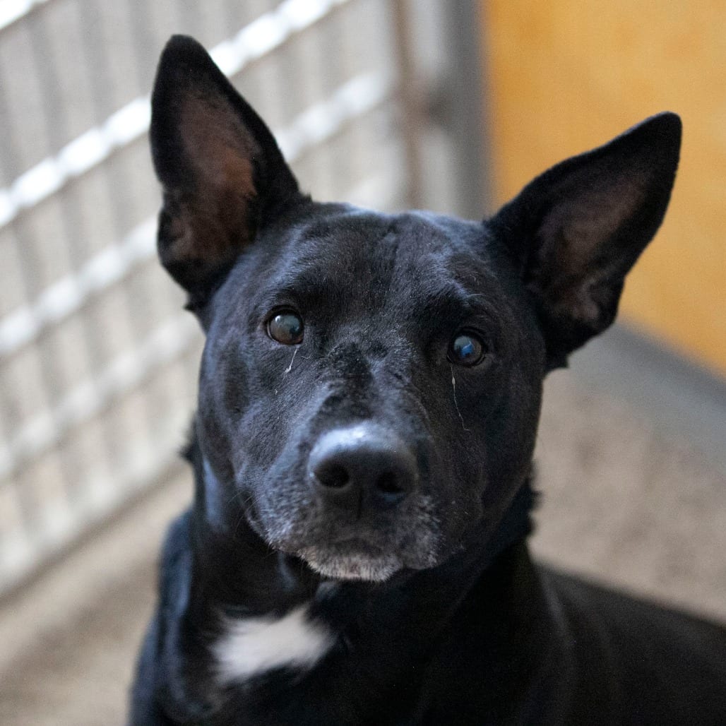 Photo of Sam (S26-25), adoptable Retriever, Labrador / Mixed Breed (Large) in Colorado Springs, Colorado