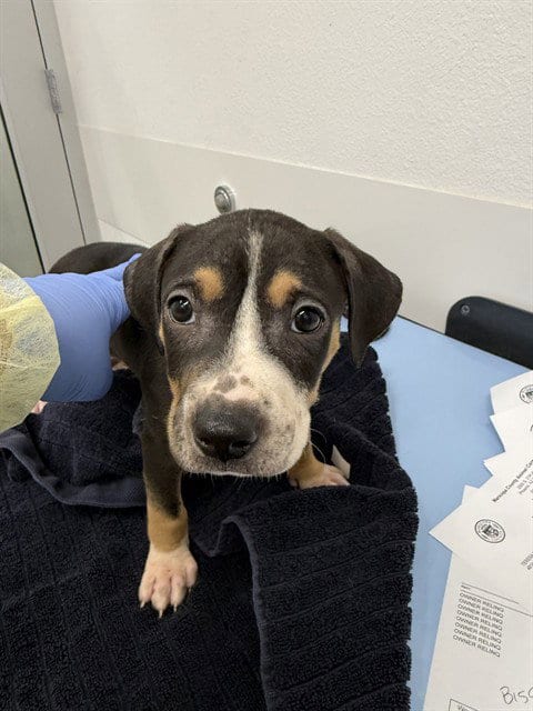 Photo of Maple, adoptable American Pit Bull Terrier in Mesa, Arizona