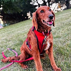 Photo of Blossom, adoptable Goldendoodle in Union Grove, Wisconsin
