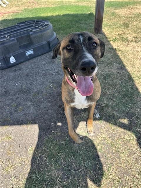Photo of Belle, adoptable German Shepherd Dog in Corpus Christi, Texas