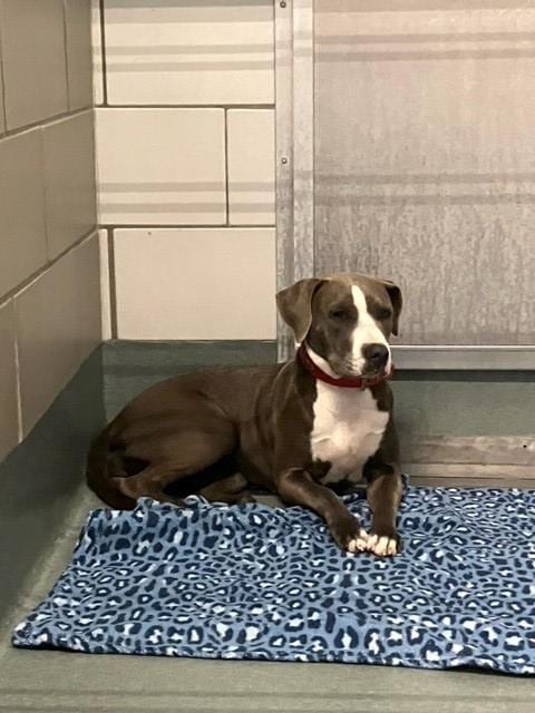 Photo of Zofran, adoptable Pit Bull Terrier in Baytown, Texas