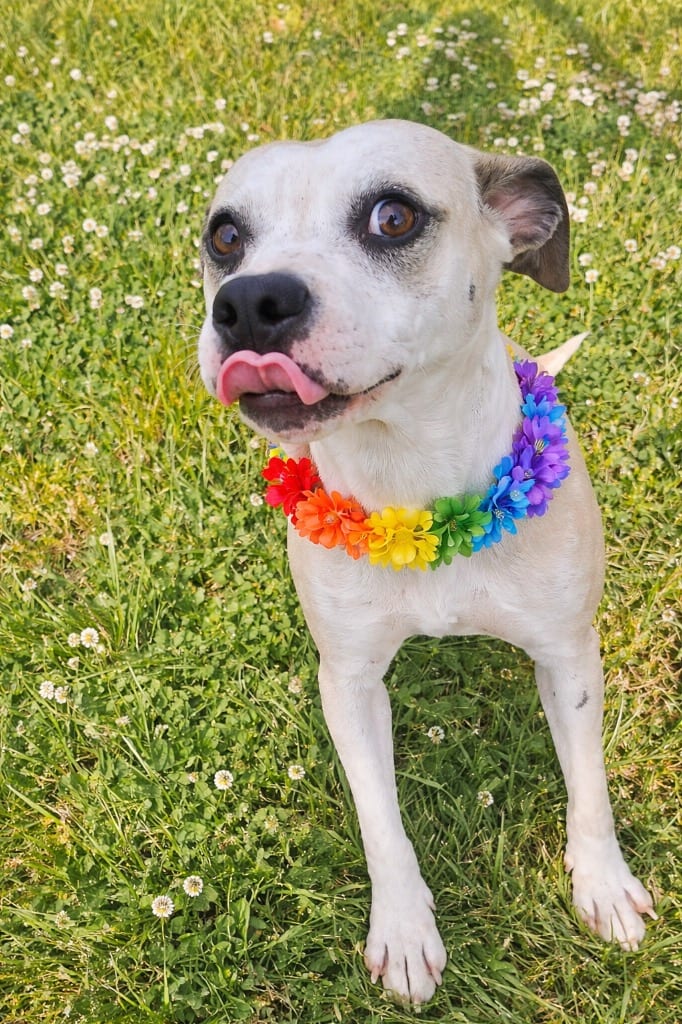 Photo of Jackey, adoptable Mixed Breed in Chickamauga, Georgia