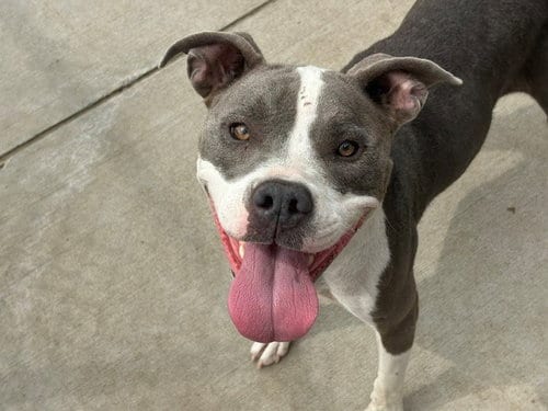 Photo of Cheez-It, adoptable Pit Bull Terrier in Tulsa, Oklahoma