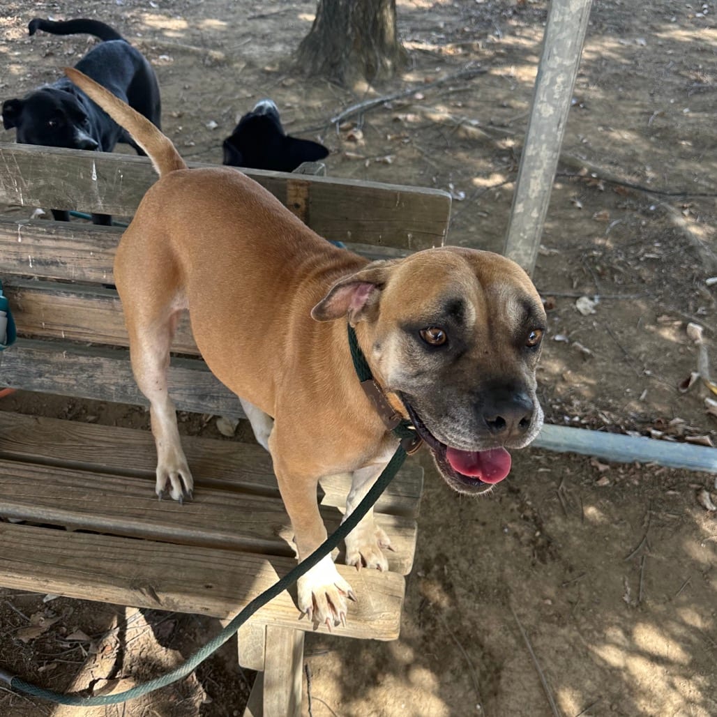 Photo of Fish Sticks, adoptable Mixed Breed (Medium) in Chattanooga, Tennessee
