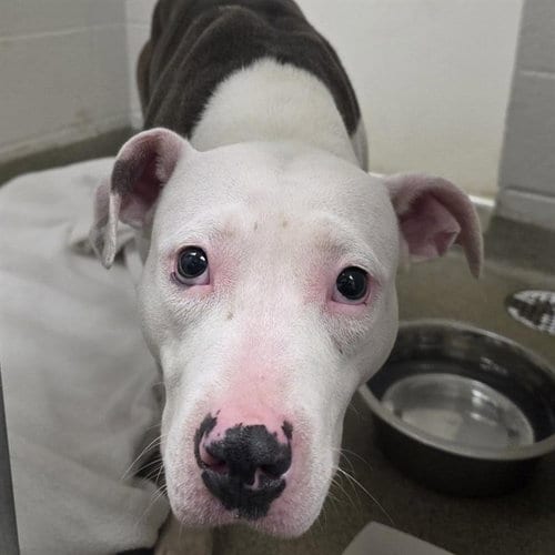 Photo of Rosie, adoptable Pit Bull Terrier in St Louis, Missouri