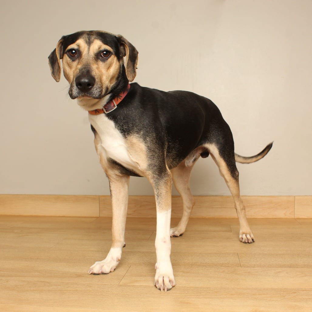 Photo of Teddy D71359, adoptable Beagle / Mixed Breed (Medium) in Minnesota, Minnesota