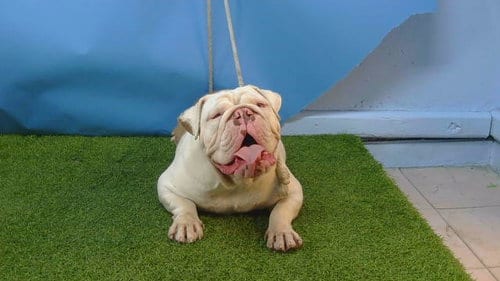 Photo of Pooh Bear, adoptable English Bulldog in Gardena, California