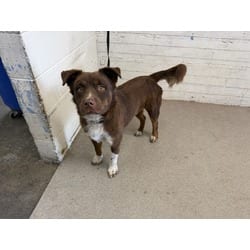 Photo of Fozzie, adoptable Australian Shepherd in San Bernardino, California