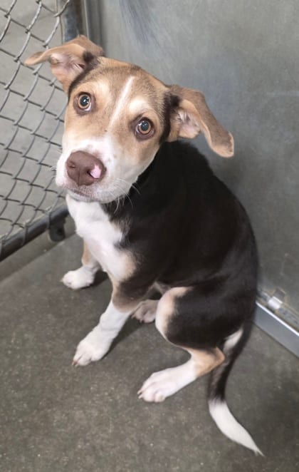 Photo of Mina, adoptable Shepherd/Mix in Raeford, North Carolina