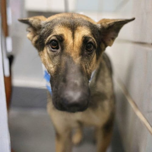 Photo of Sierra, adoptable German Shepherd Dog in San Antonio, Texas