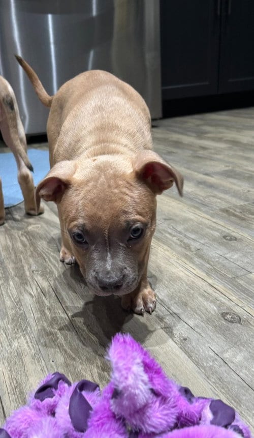 Photo of Frittata, adoptable Pit Bull Terrier in Phoenix, Arizona